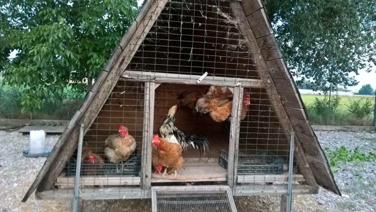 Agriturismo Cipolli E Podo Corte Carlini مانتوفا المظهر الخارجي الصورة